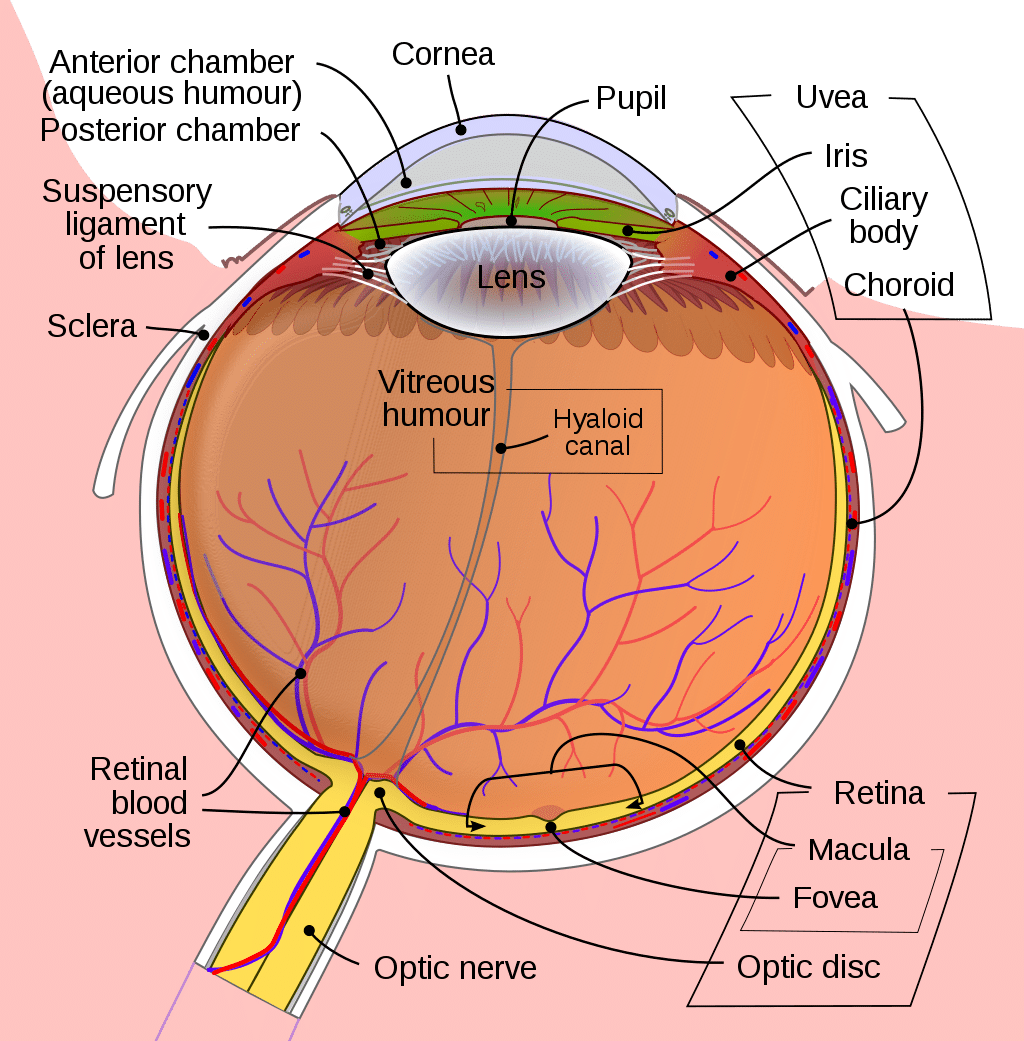 Iris, Eye, Structure, Anatomy, & Function